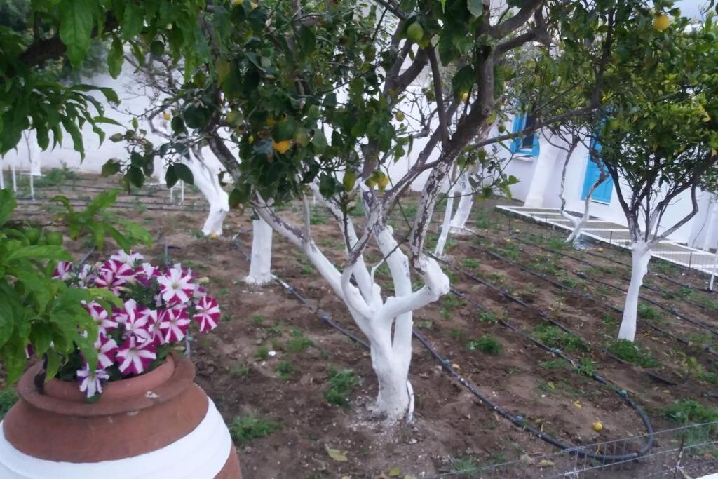 Perivoli 4-Chora Διαμέρισμα Αγγίδια Εξωτερικό φωτογραφία