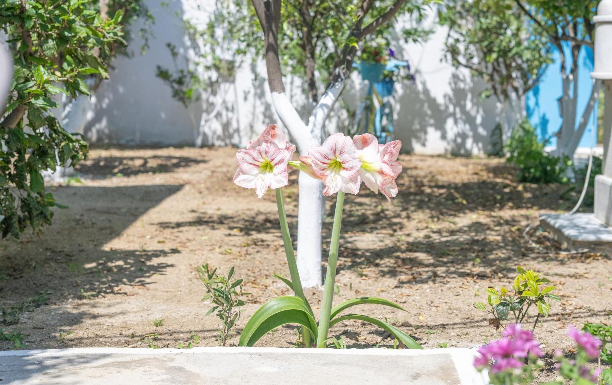 Perivoli 4-Chora Διαμέρισμα Αγγίδια Εξωτερικό φωτογραφία